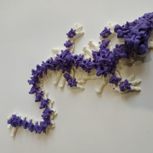 Baby HollowDragon Wingless